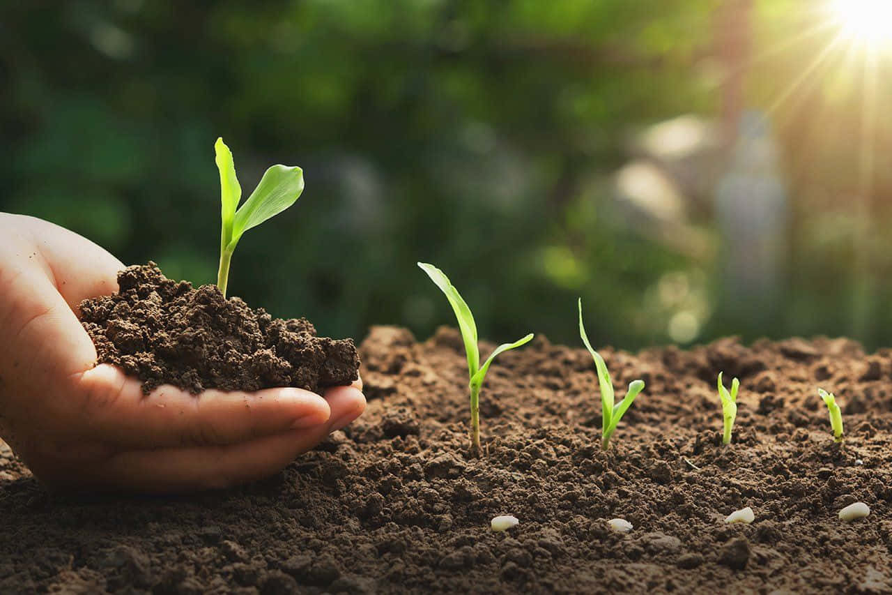 compost, garden, soil, HD Desktop Wallpaper