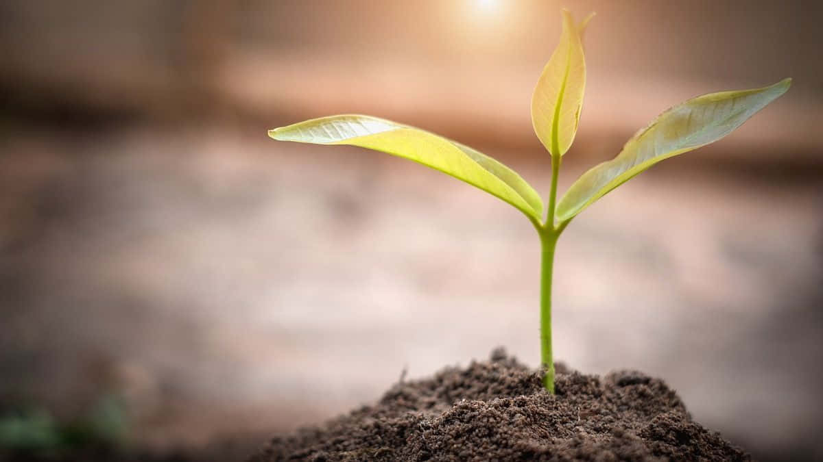 compost pile, garden setting, green foliage, SD Desktop Wallpaper