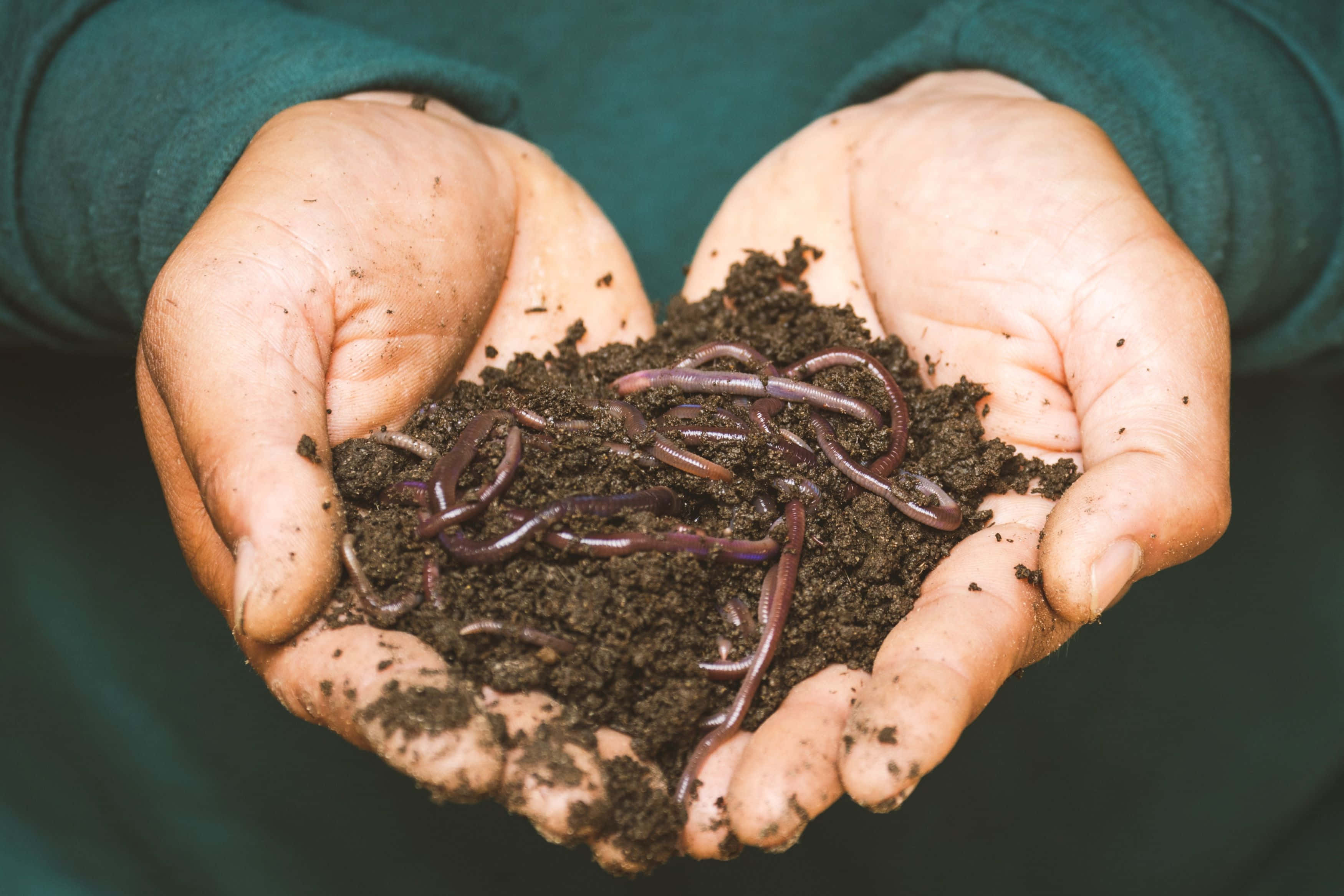 Compost, Cupped hands, rich dark soil, 2K Desktop Wallpaper