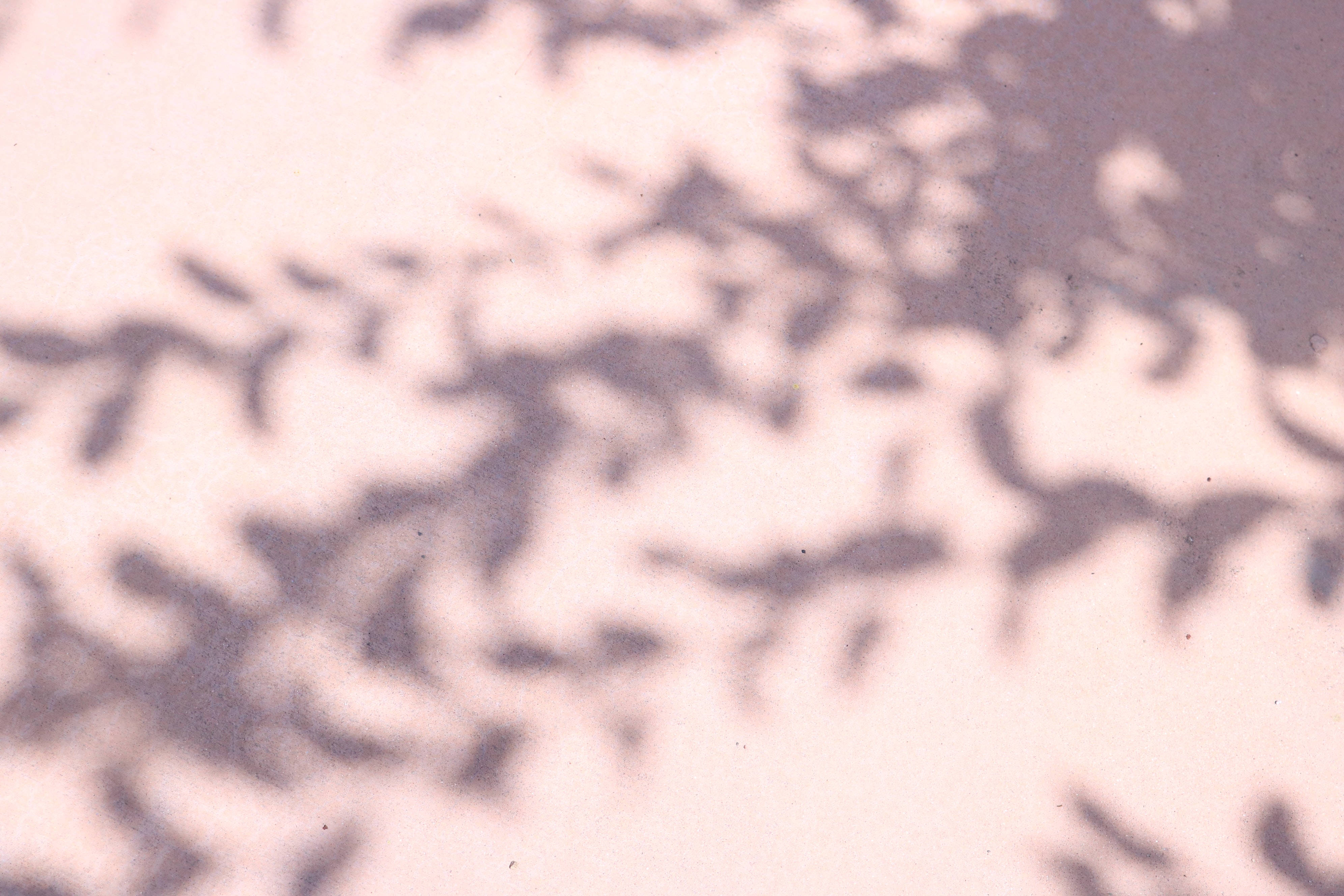 pink concrete texture, tree shadow, pale pink wall, 4K Desktop Wallpaper
