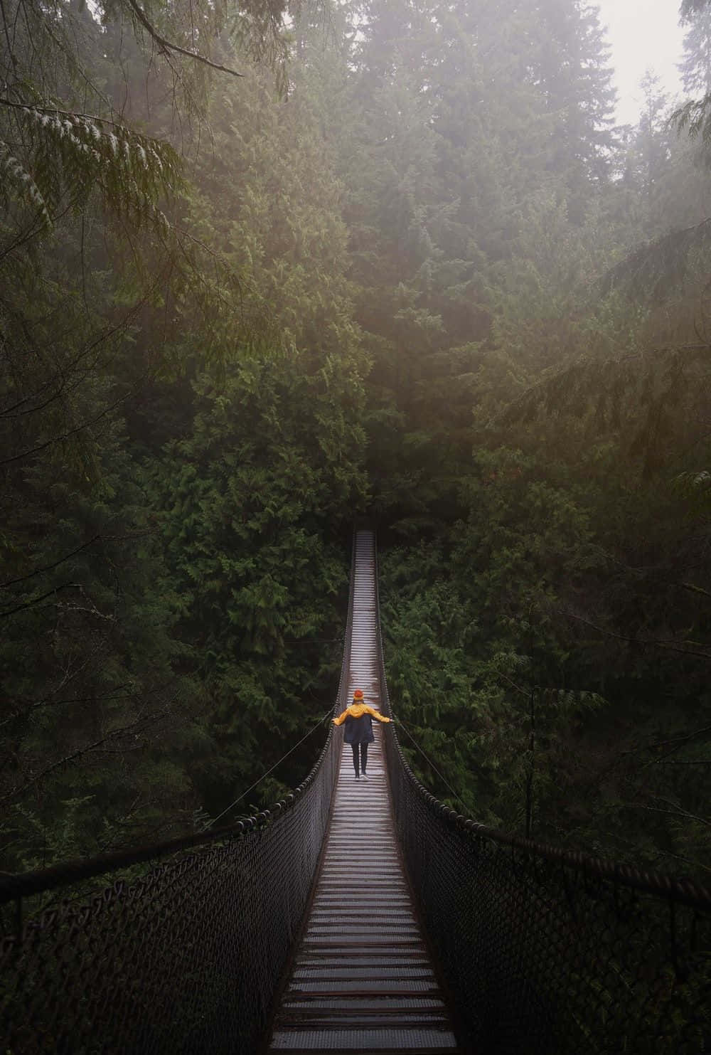 yellow jacket, narrow suspension bridge, misty evergreen forest, HD Phone Wallpaper