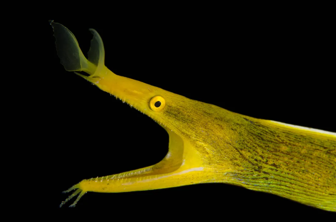 Conger Eel