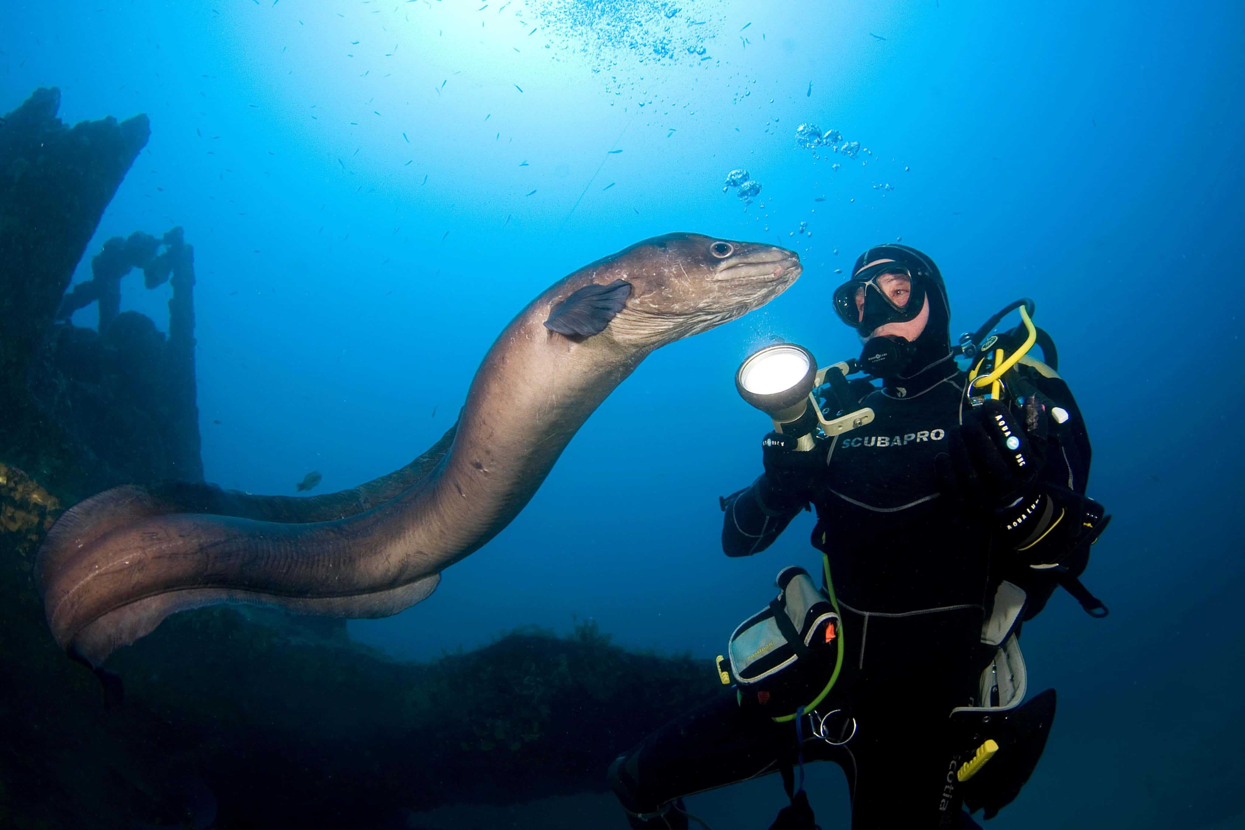 Conger Eel, scuba diver, black gear, 4K Desktop Wallpaper