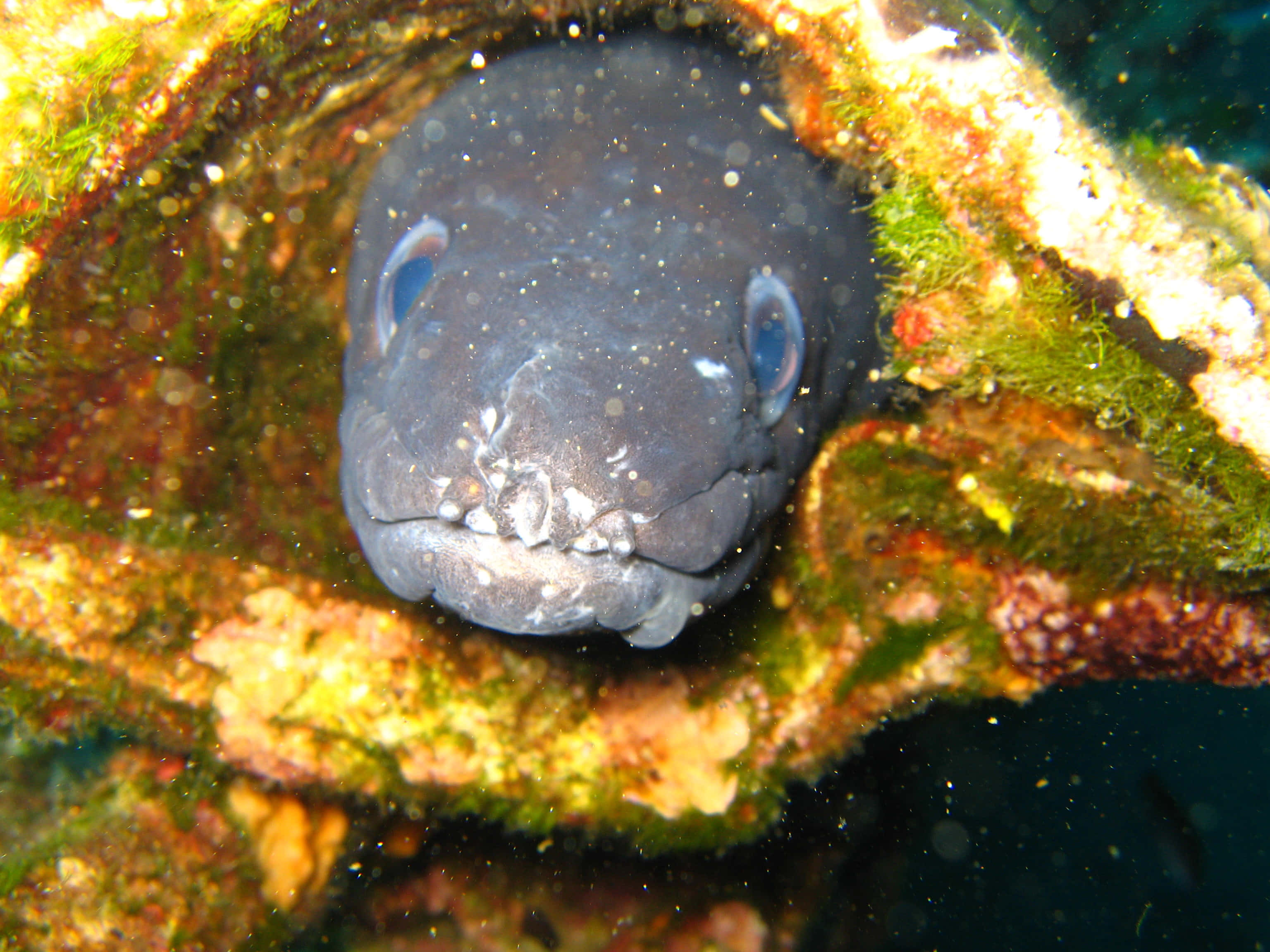 Conger Eel, reef, mossy coral crevice, 2K Desktop Wallpaper