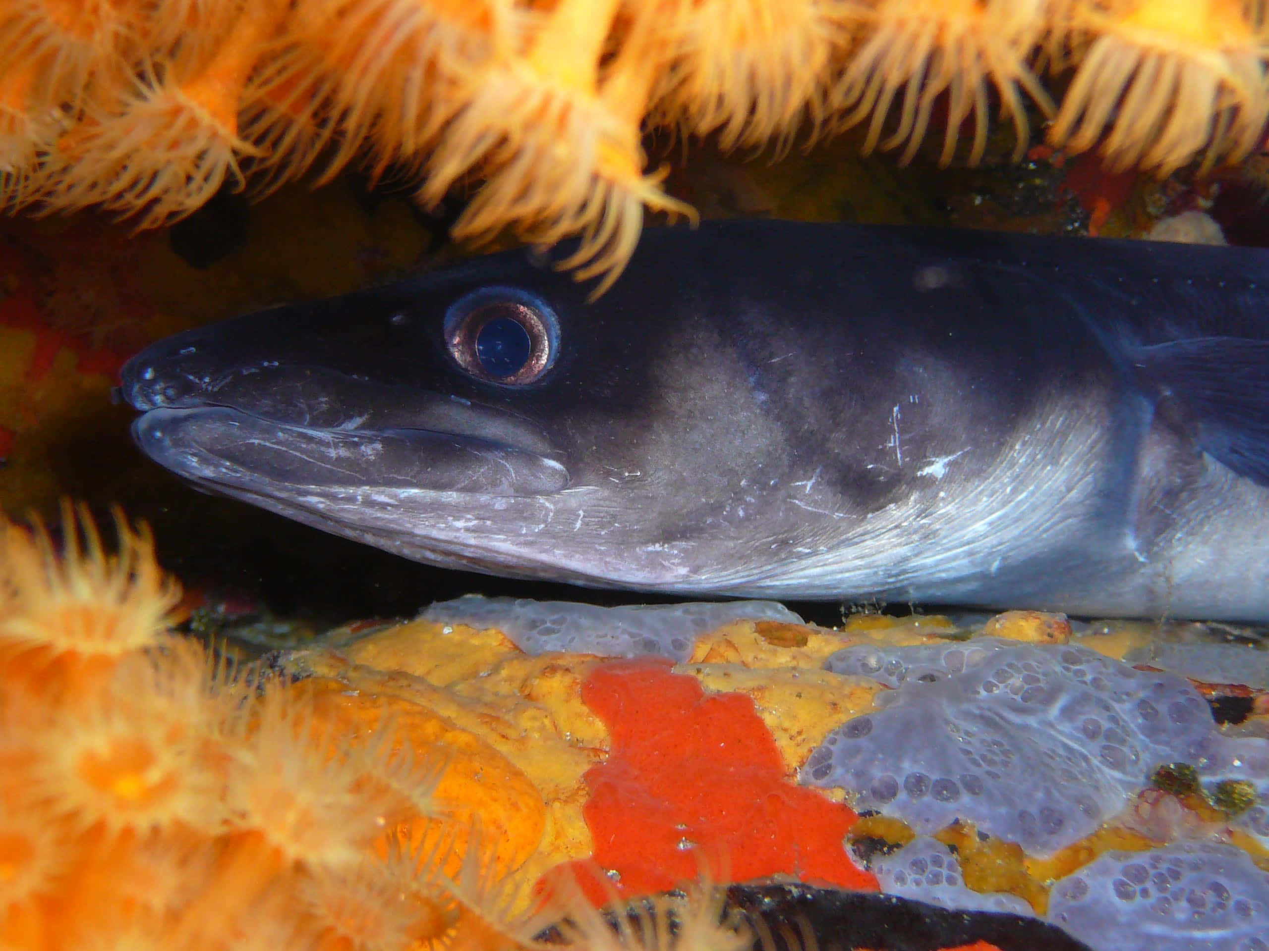 Conger Eel, vibrant orange sea anemones, colorful sponges, 2K Desktop Wallpaper