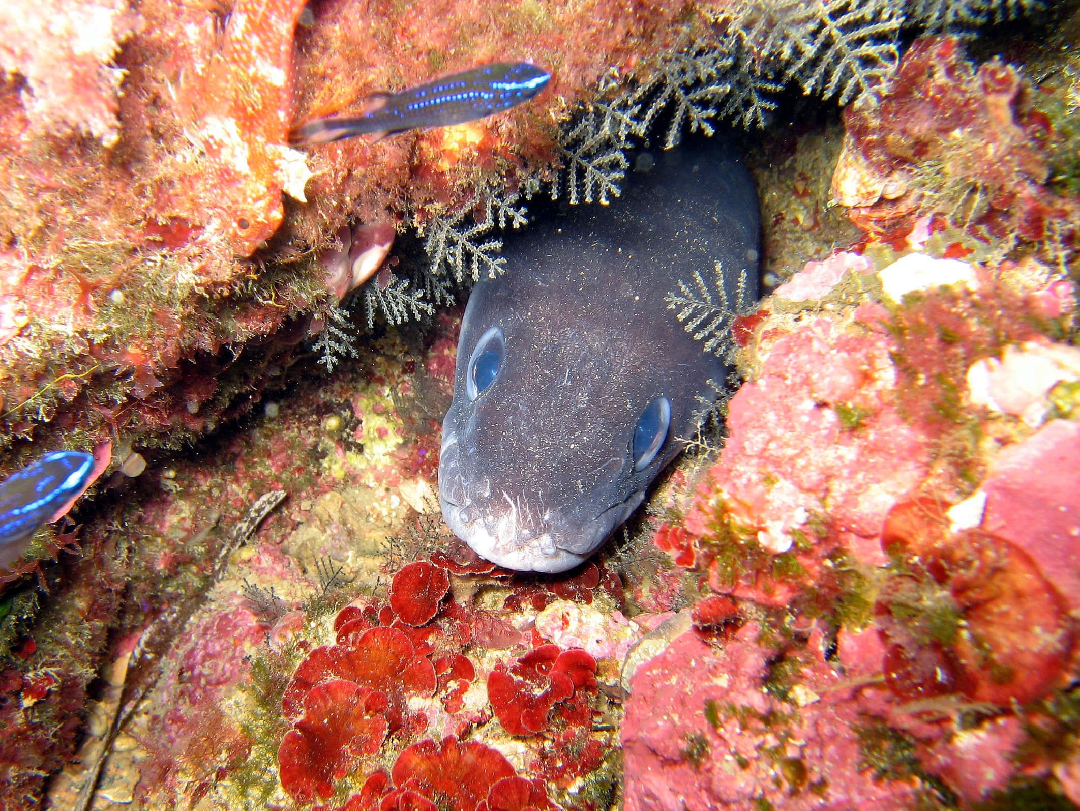 Conger Eel, coral crevice, vibrant red and pink reef life, Full HD Desktop Wallpaper
