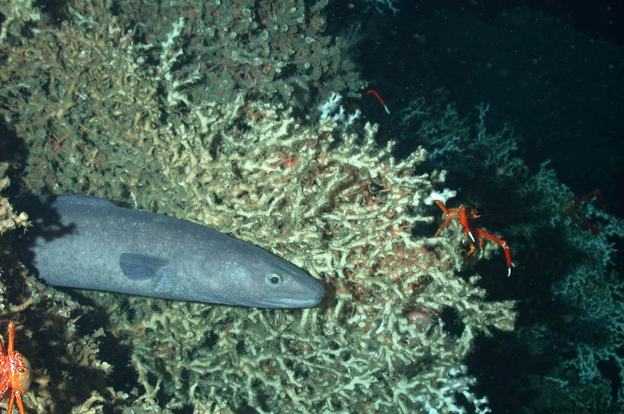 Conger Eel, deep sea coral reef, sleek gray eel, Full HD Desktop Wallpaper
