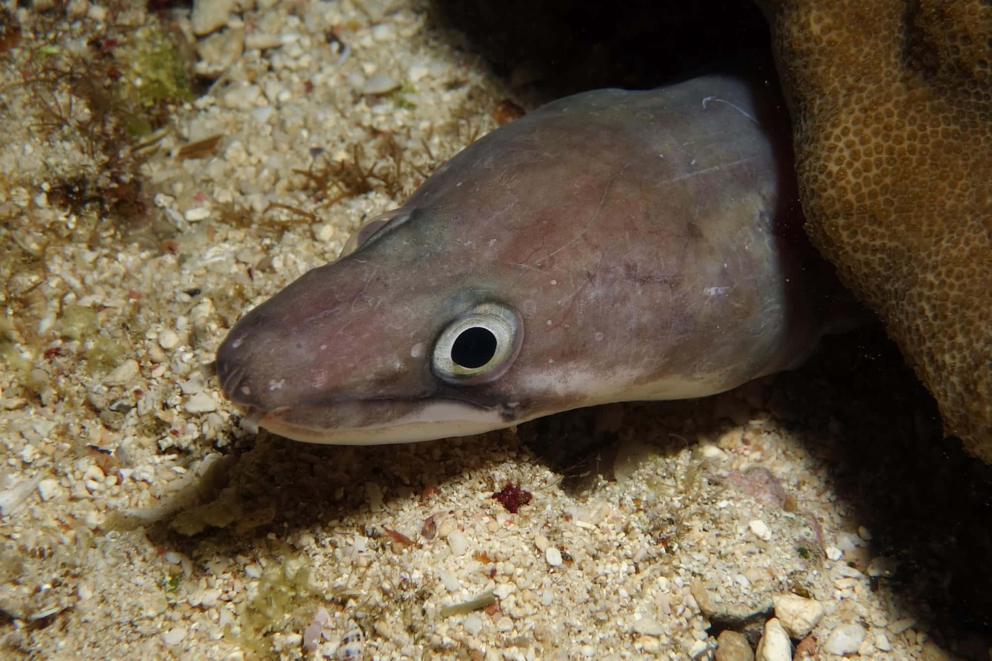 Conger Eel, coral crevice, sandy ocean floor, Full HD Desktop Wallpaper