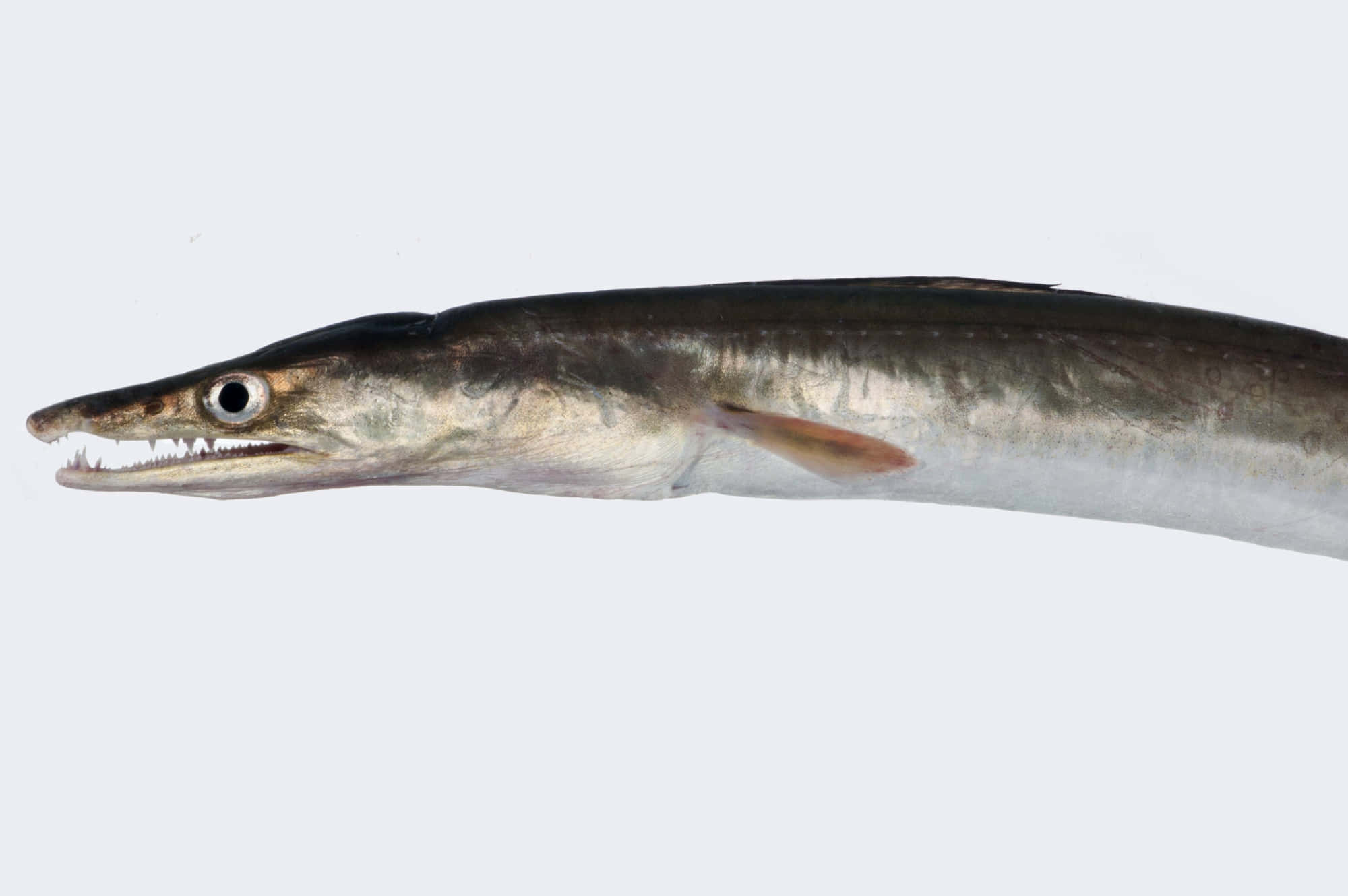 Conger Eel, sleek silver fish, long pointed snout, Full HD Desktop Wallpaper