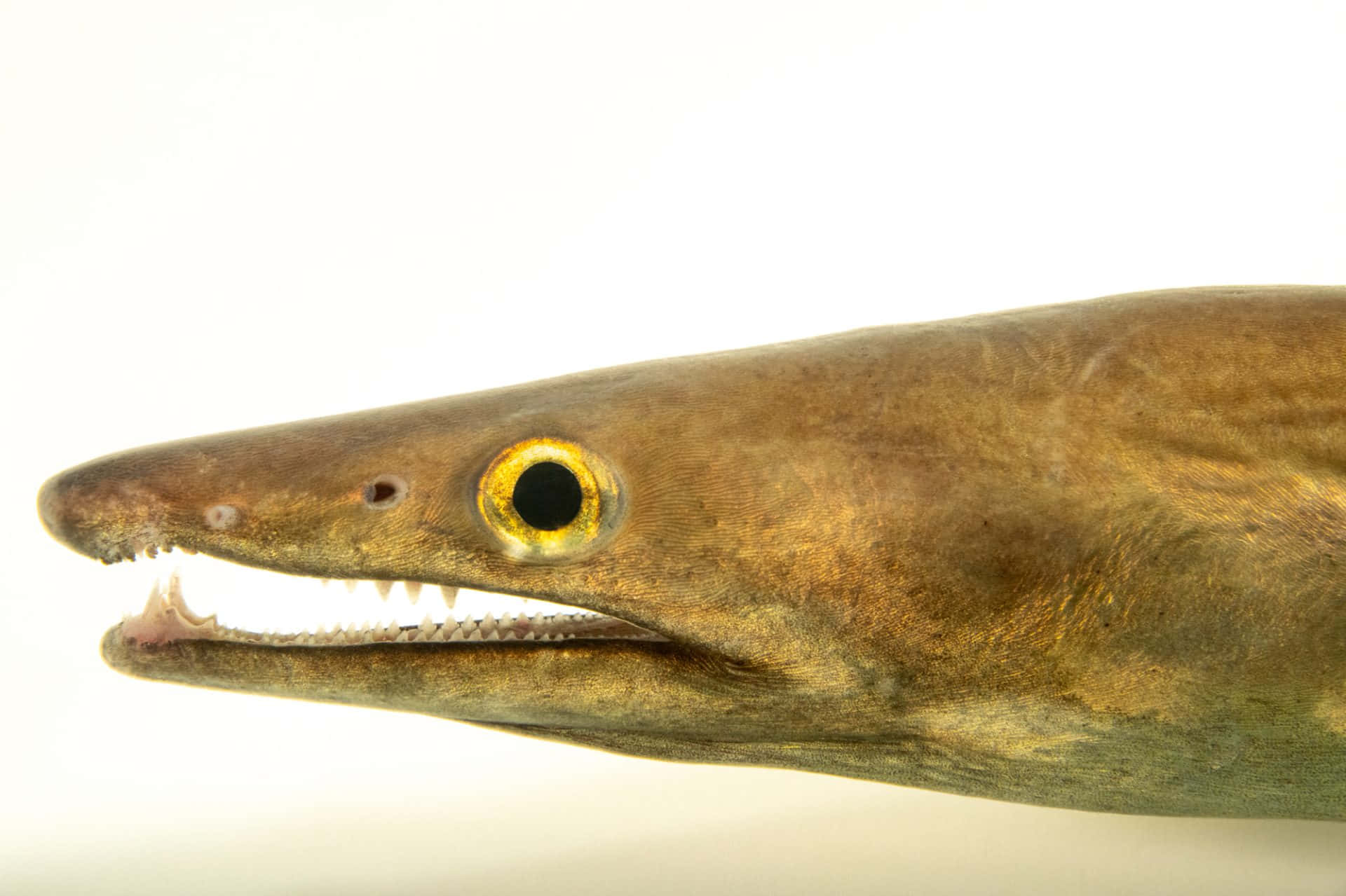Conger Eel, brown eel, yellow eye, Full HD Desktop Wallpaper