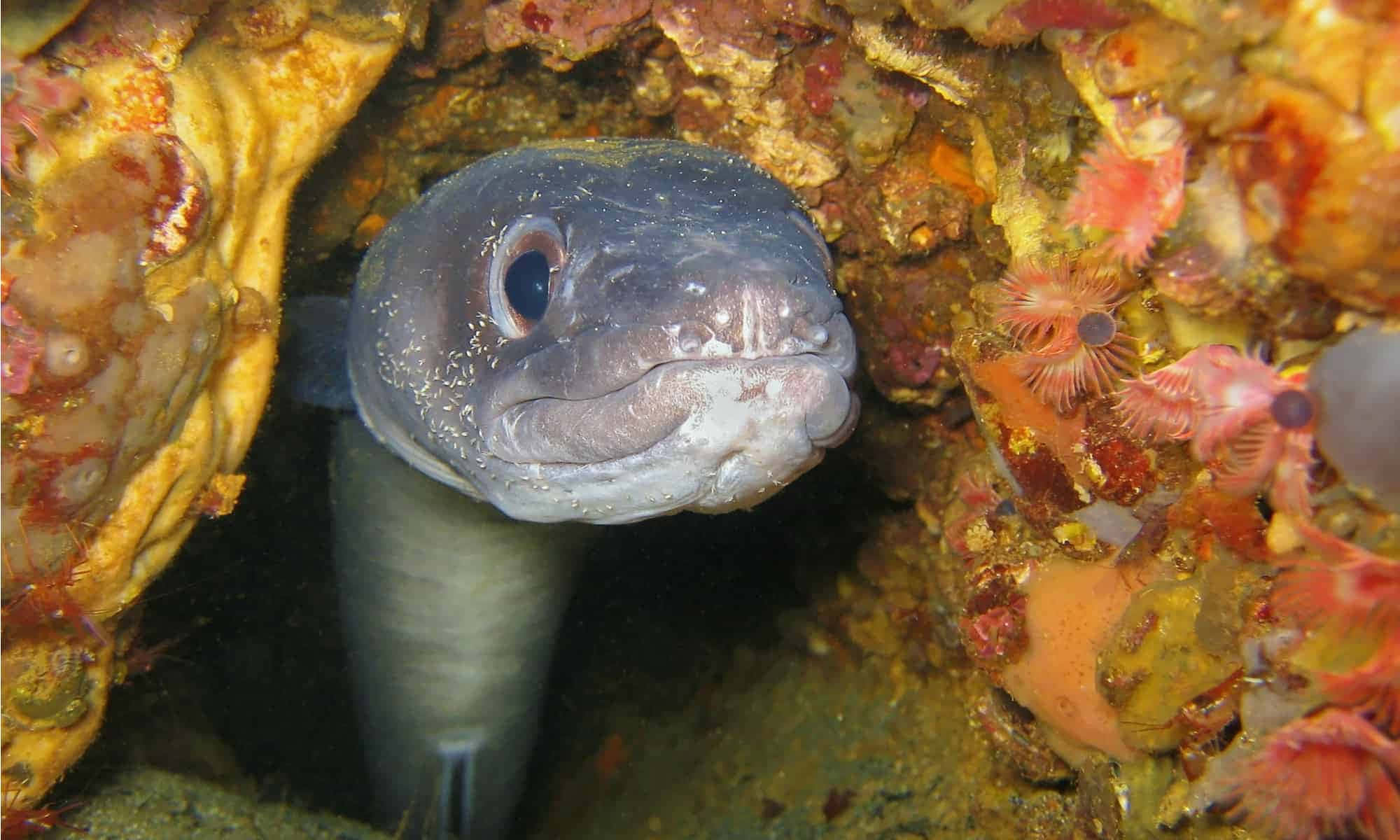 Conger Eel, rocky crevice, grey moray eel, Full HD Desktop Wallpaper