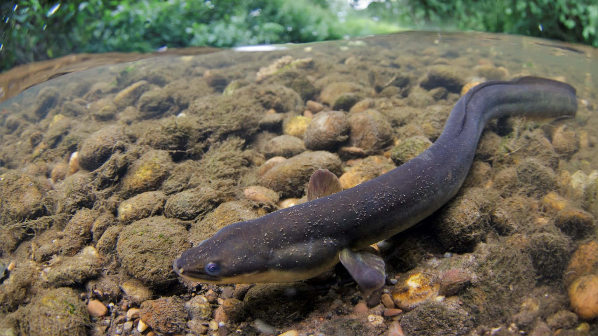 Conger Eel, underwater scene, mossy riverbed stones, Full HD Desktop Wallpaper