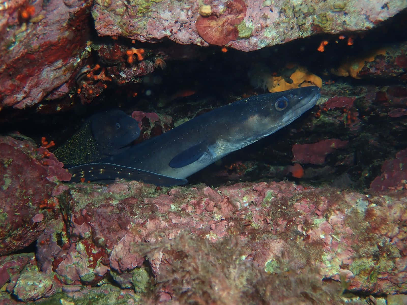 Conger Eel, blue eye, crevice, HD Desktop Wallpaper