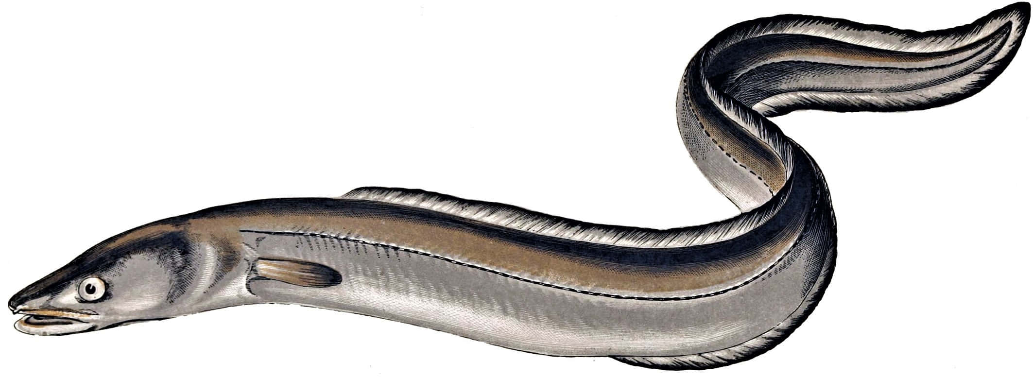 Conger Eel, vintage illustration, silver gray scales, Full HD Desktop Wallpaper