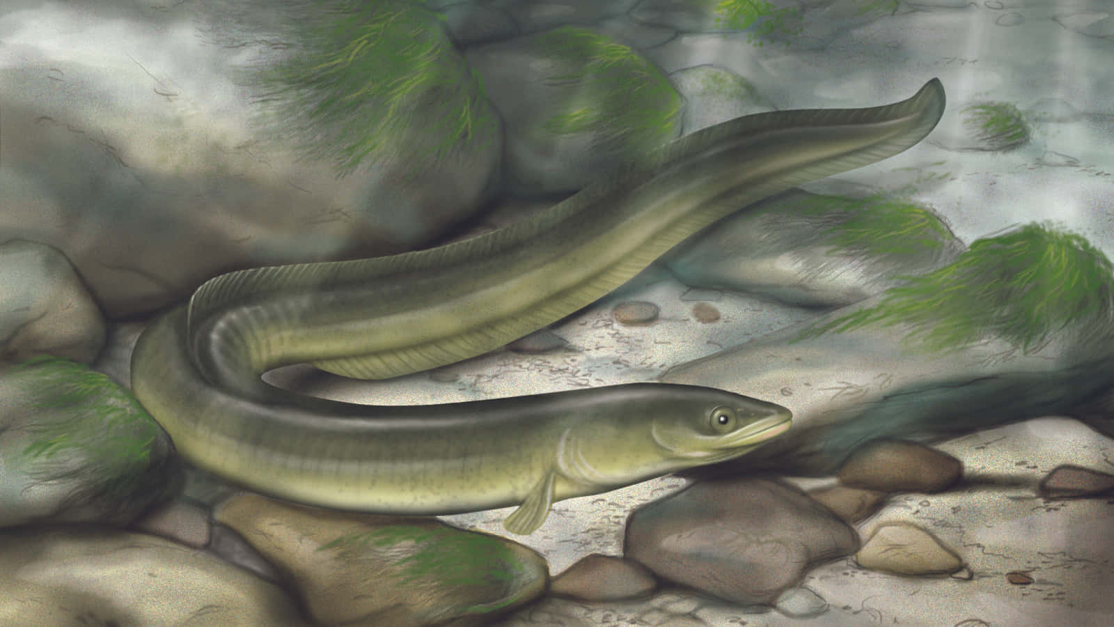 Conger Eel, shallow water, moss covered rocks, HD Desktop Wallpaper