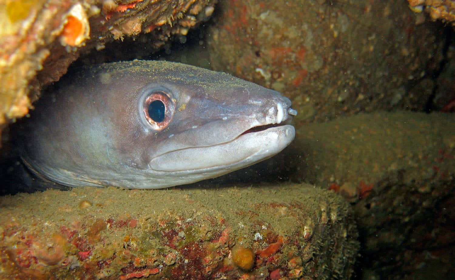Conger Eel, rocky crevice, coral-covered rock, HD Desktop Wallpaper