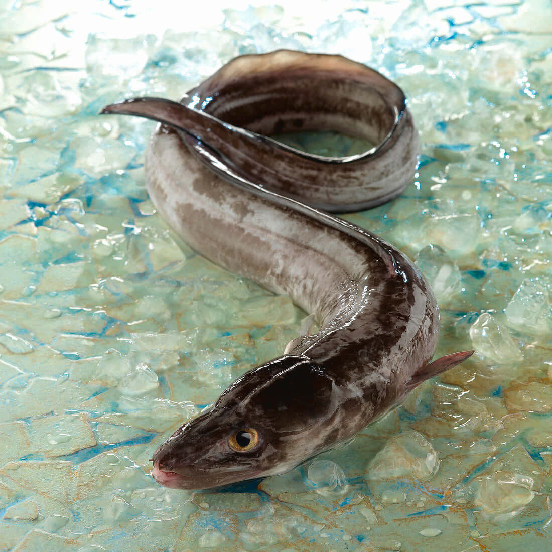 Conger Eel, crushed ice, blue mosaic tile surface, SD Desktop Wallpaper