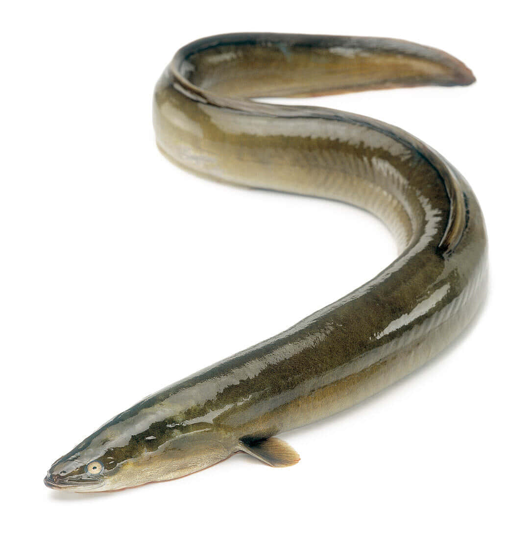 Conger Eel, glossy dark greenish brown skin, stark white background, SD Phone Wallpaper