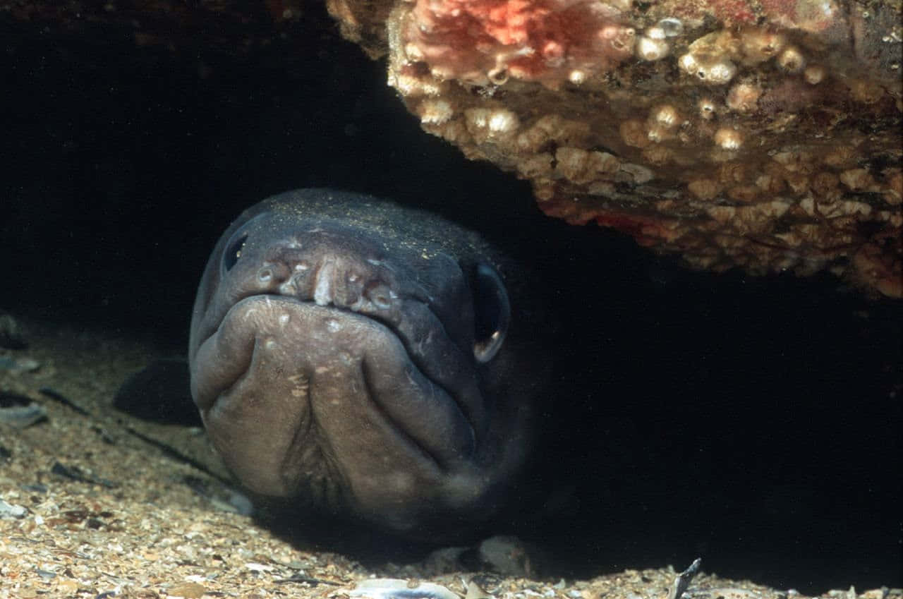 Conger Eel, barnacle-covered rock, murky underwater sand, HD Desktop Wallpaper