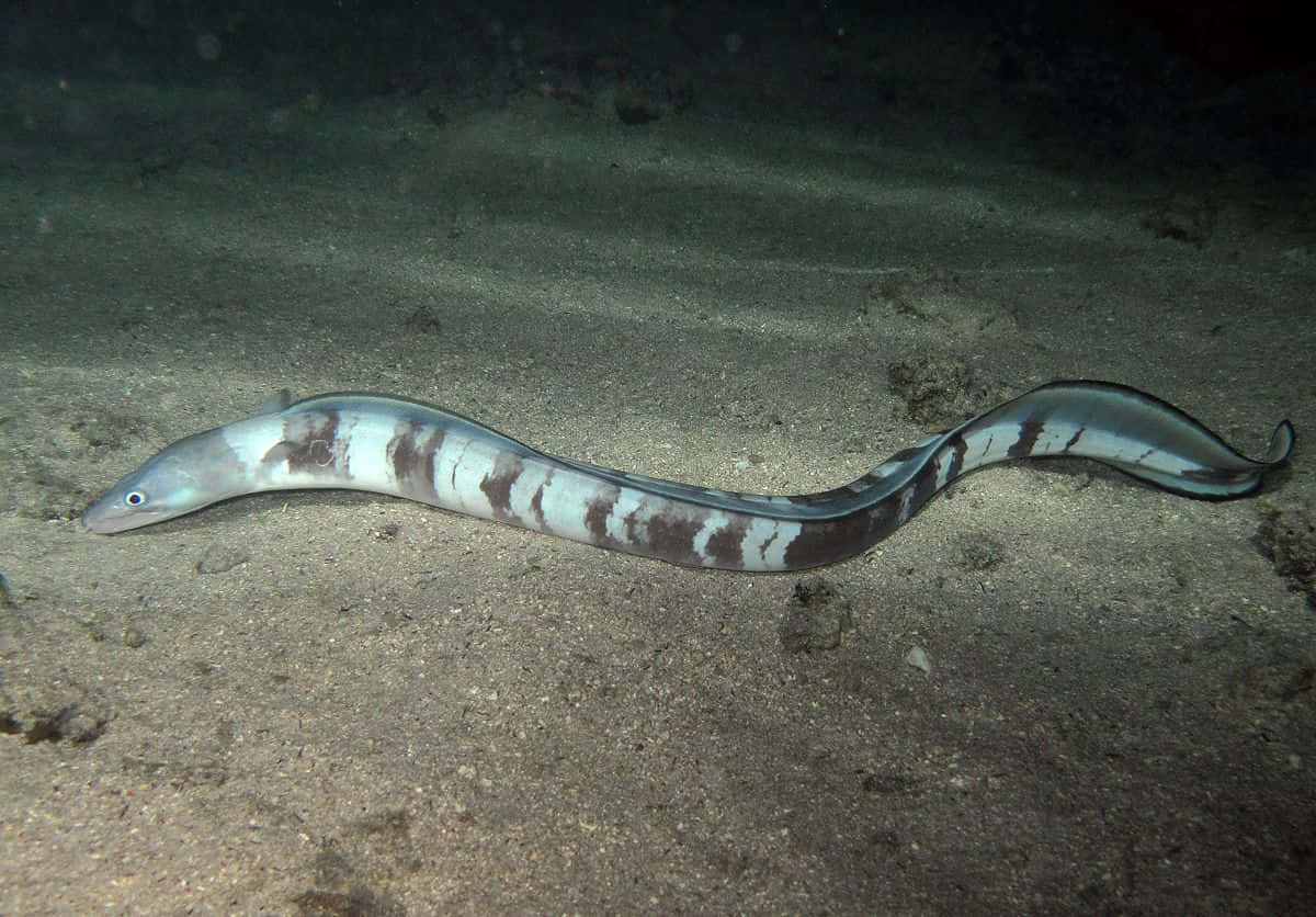 Conger Eel, sandy seabed, ocean floor, SD Desktop Wallpaper