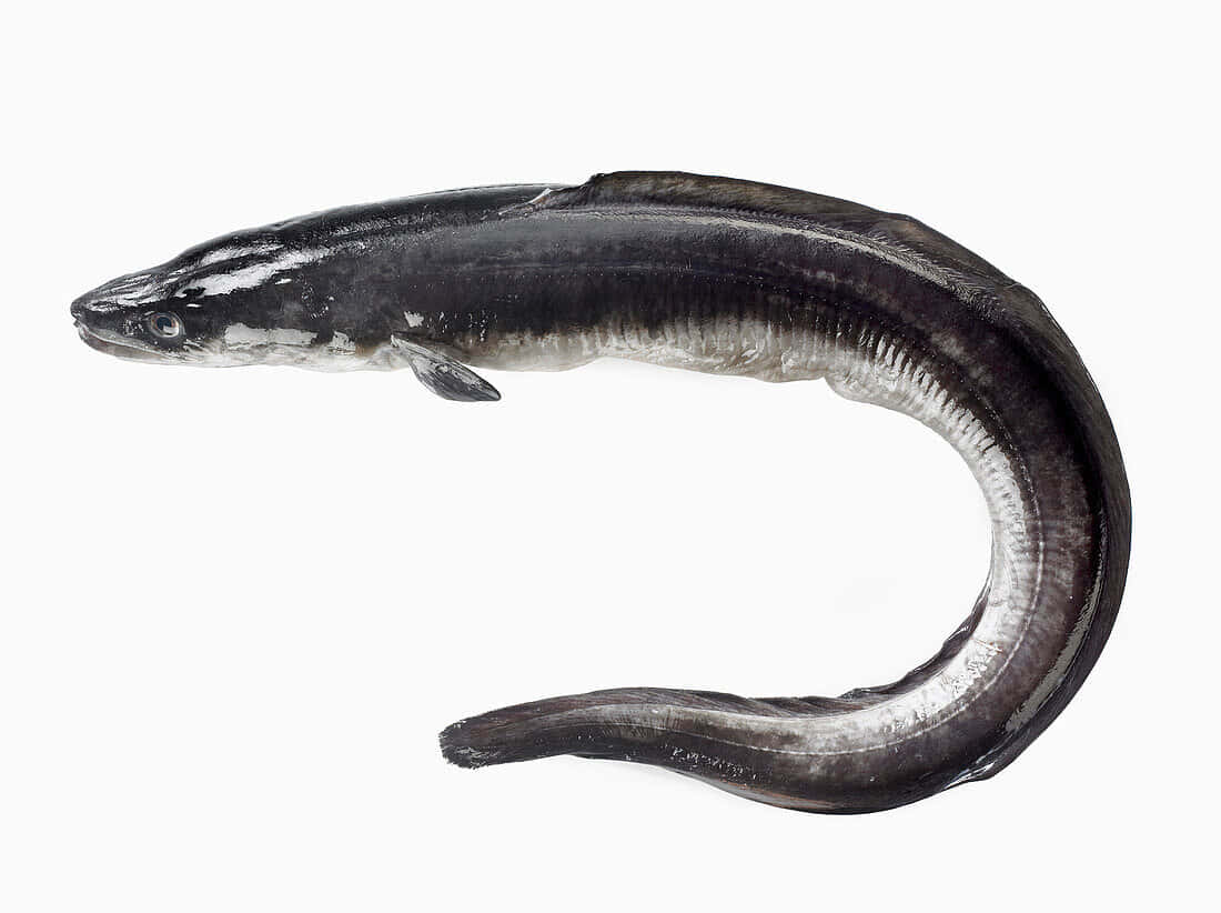 curved conger eel, dark gray scales, silver underbelly, SD Desktop Wallpaper