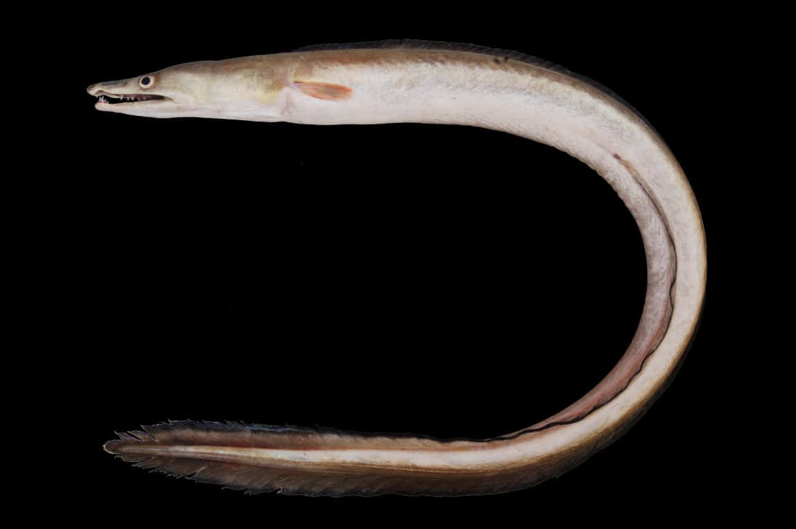 Conger Eel, black background, curved pale eel, SD Desktop Wallpaper
