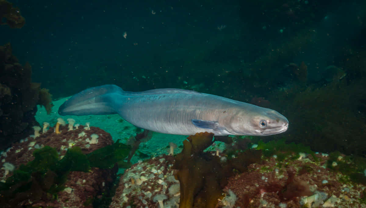 Conger Eel, silver, dim green-blue ocean water, SD Desktop Wallpaper