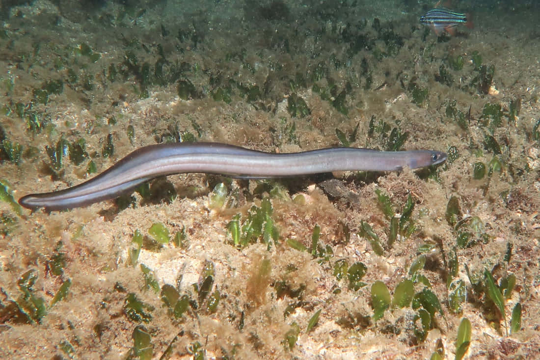Conger Eel, silver, sandy seabed, SD Desktop Wallpaper