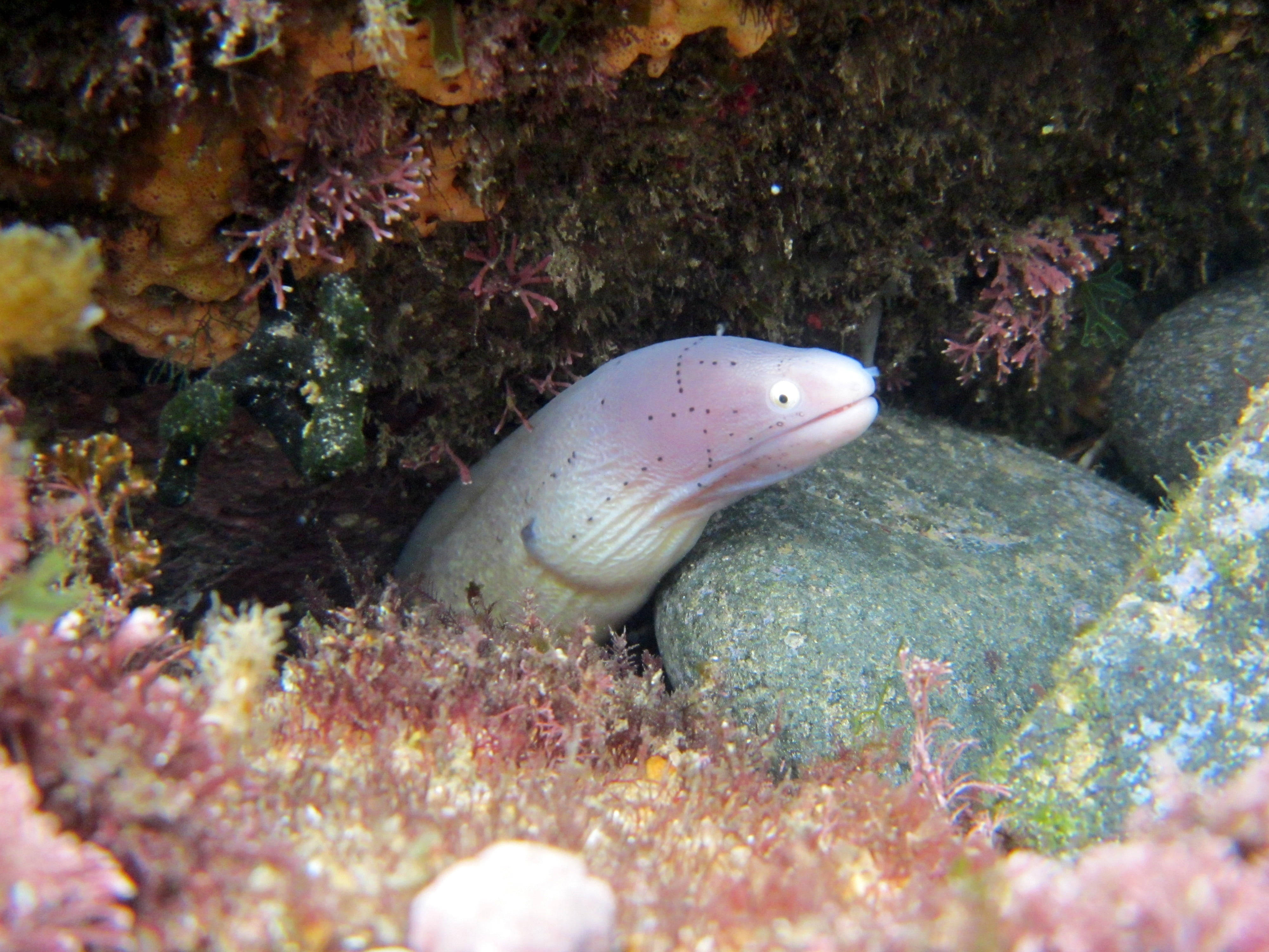 light colored moray eel fish, pale pink eel, dark spots, 4K Desktop Wallpaper