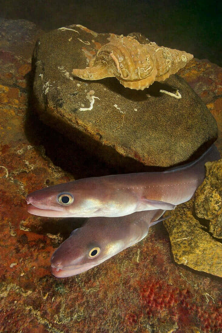 Conger Eel, mossy rock, spiral shell, SD Phone Wallpaper