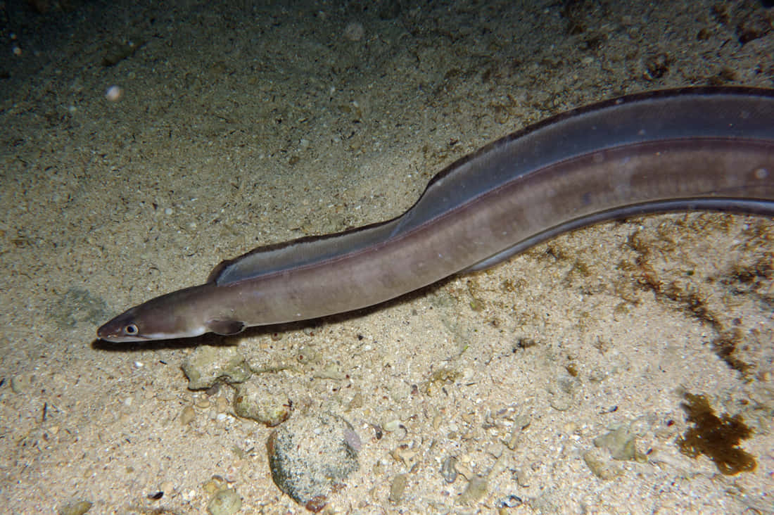 Conger Eel, ocean floor, sandy ocean floor, SD Desktop Wallpaper