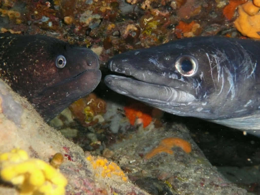 Conger Eel, coral reef, orange yellow, SD Desktop Wallpaper