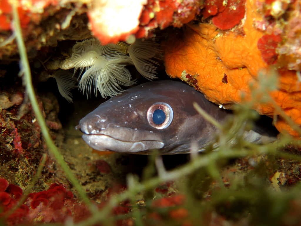 Conger Eel, reef, vibrant orange coral, SD Desktop Wallpaper
