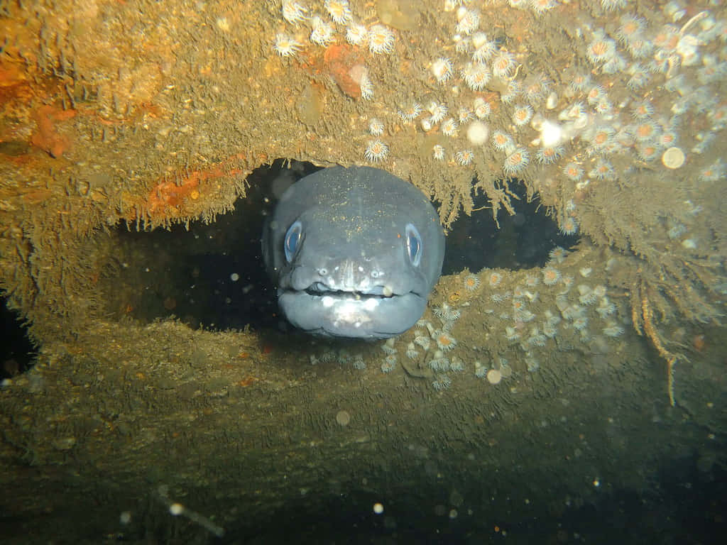 Conger Eel, reef cave, rusted underwater structure, SD Desktop Wallpaper