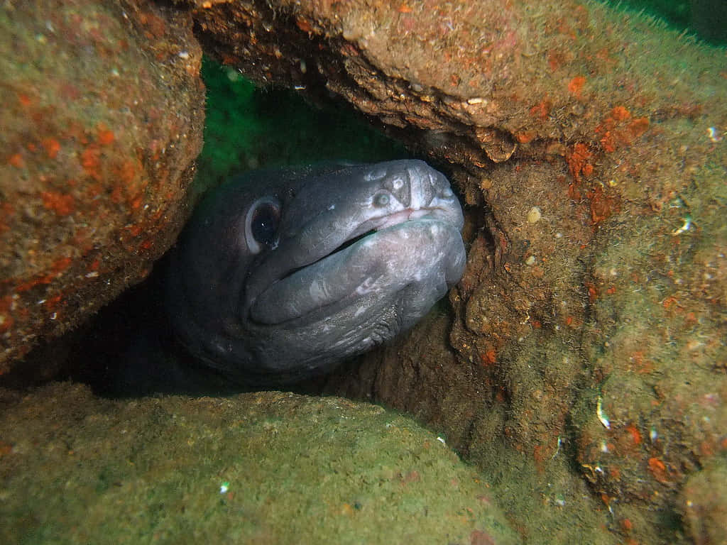 Conger Eel, rocky crevice, underwater, SD Desktop Wallpaper