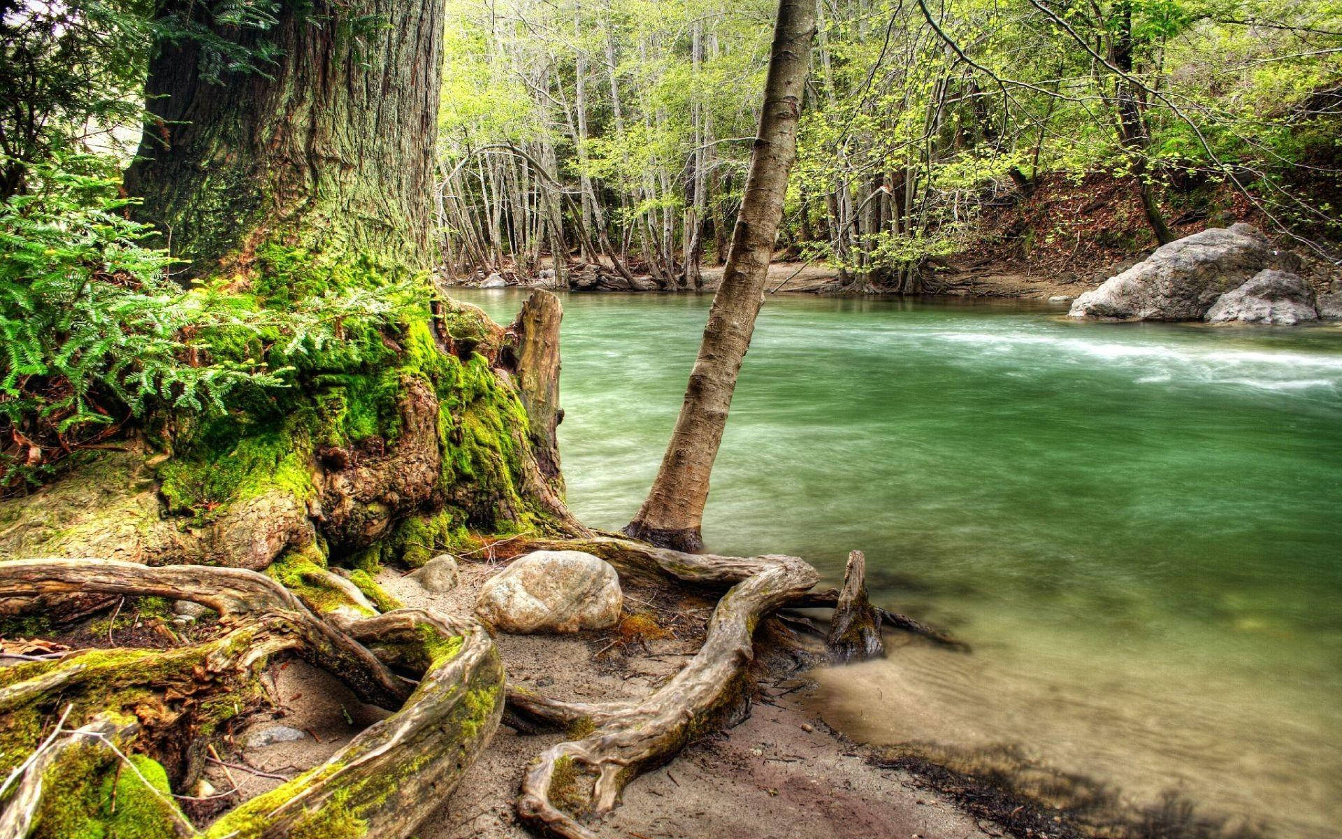 Congo, green river, forest, Full HD Desktop Wallpaper