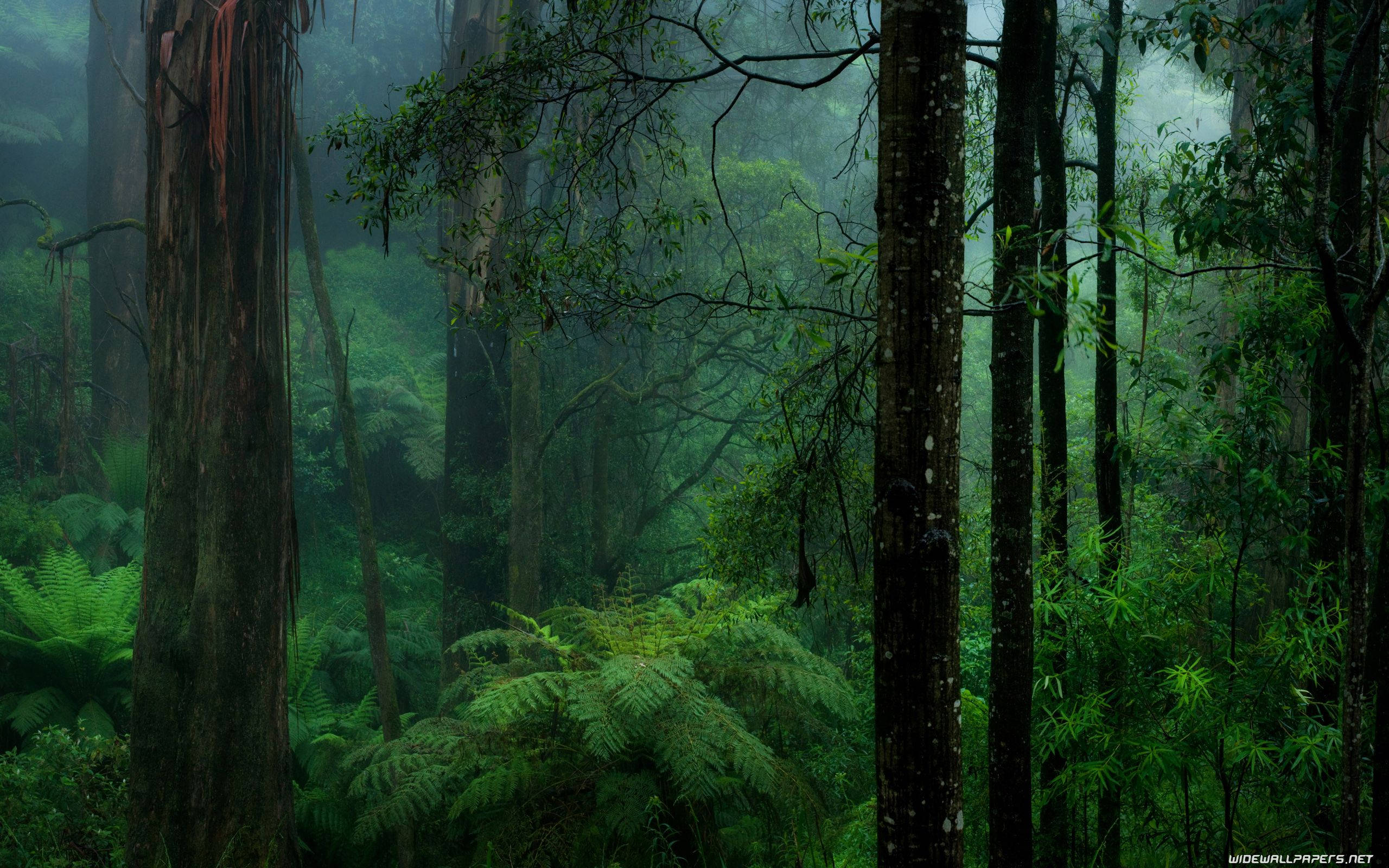 green forest, Congo, misty, 2K Desktop Wallpaper