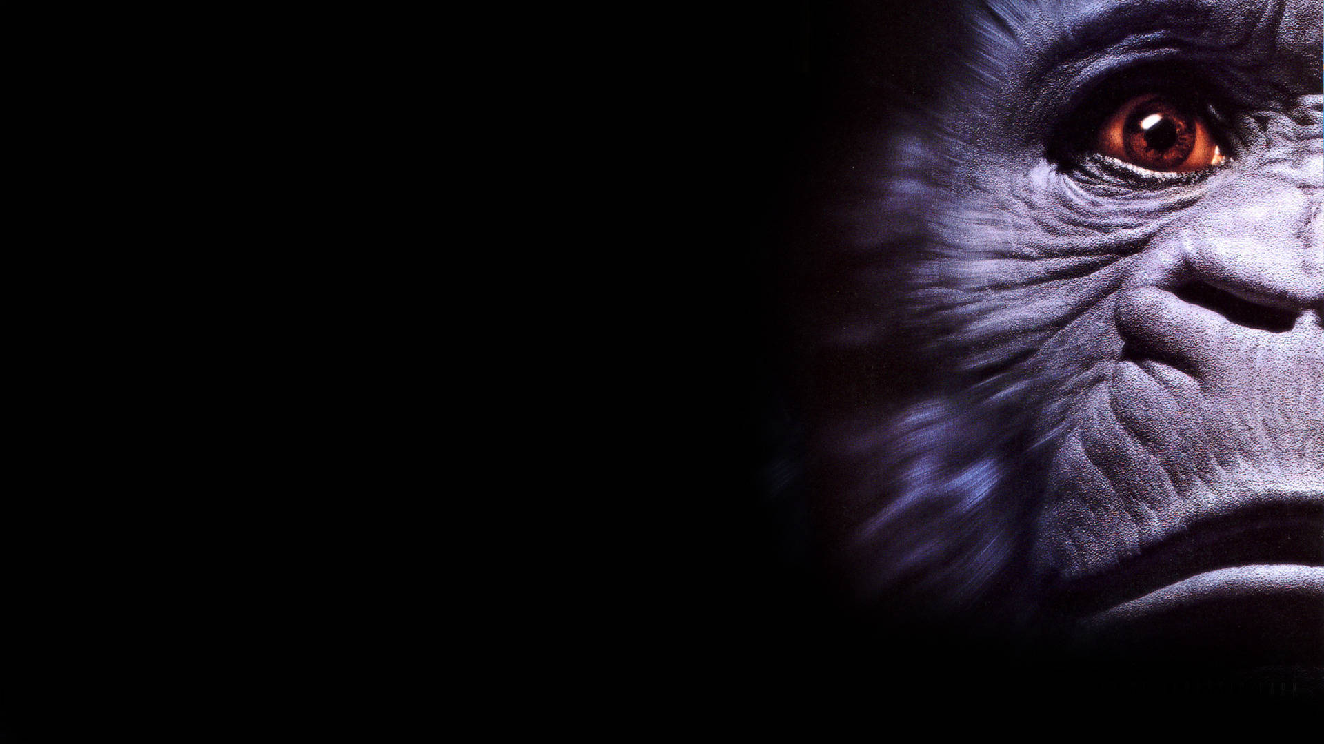 Congo, gorilla, half face, Full HD Desktop Wallpaper