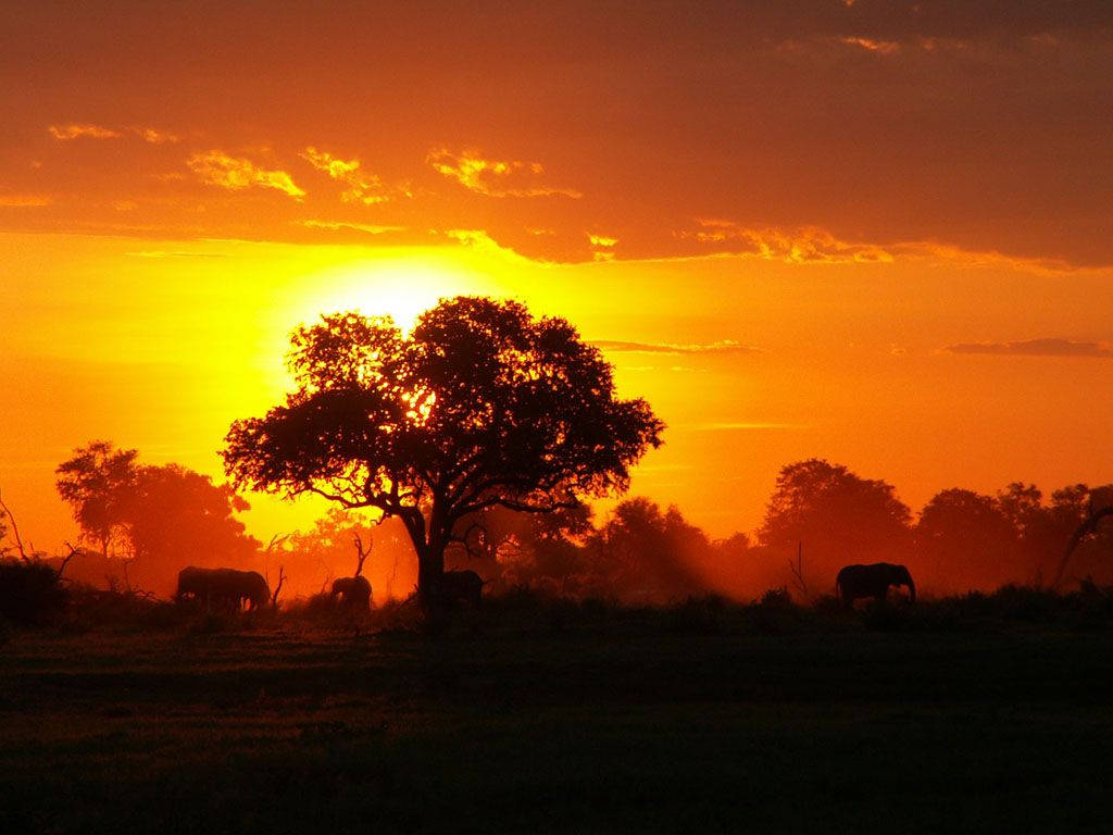 Congo, sunset, forest, SD Desktop Wallpaper