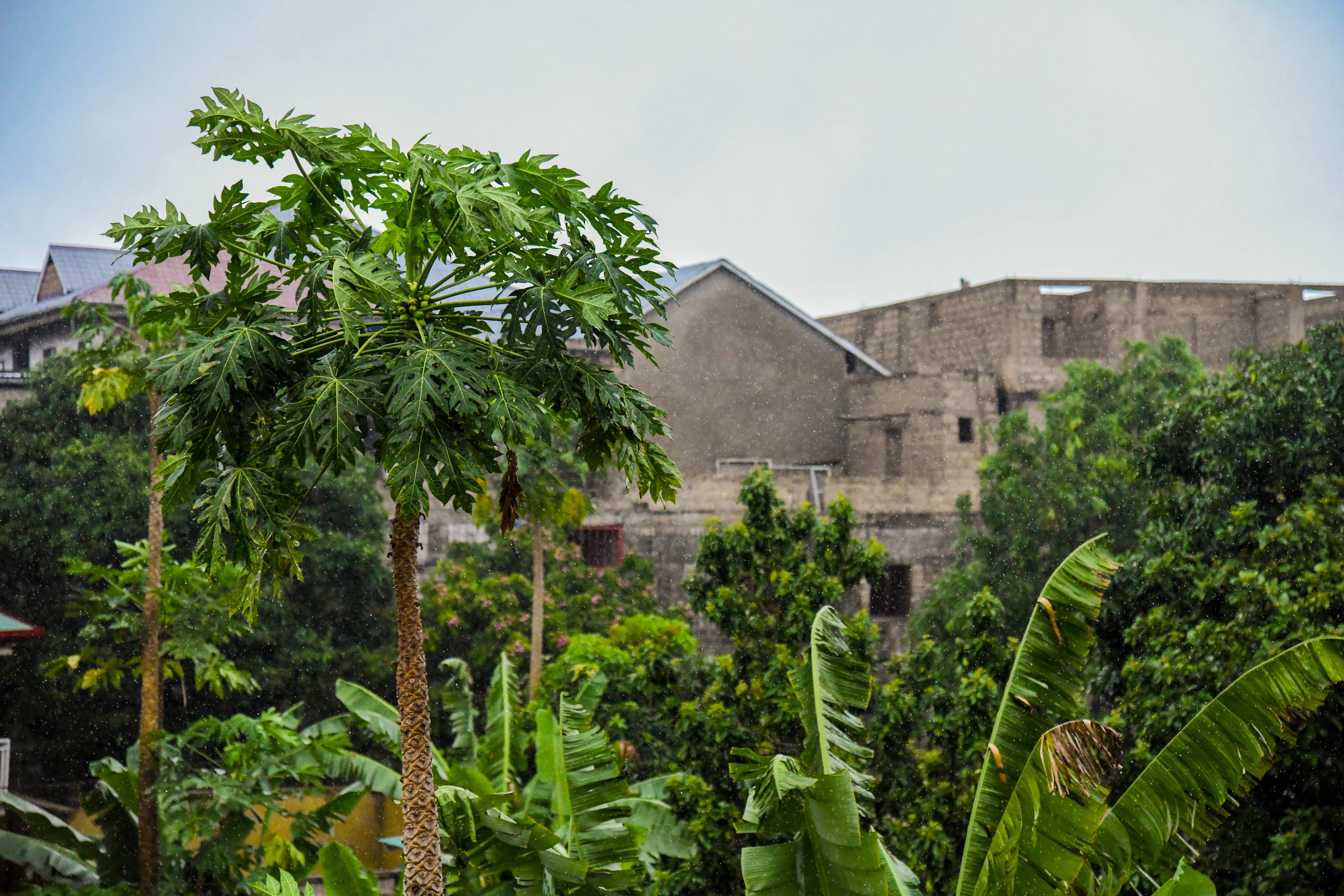 Congo, papaya tree, broad green leaves, 8K Desktop Wallpaper