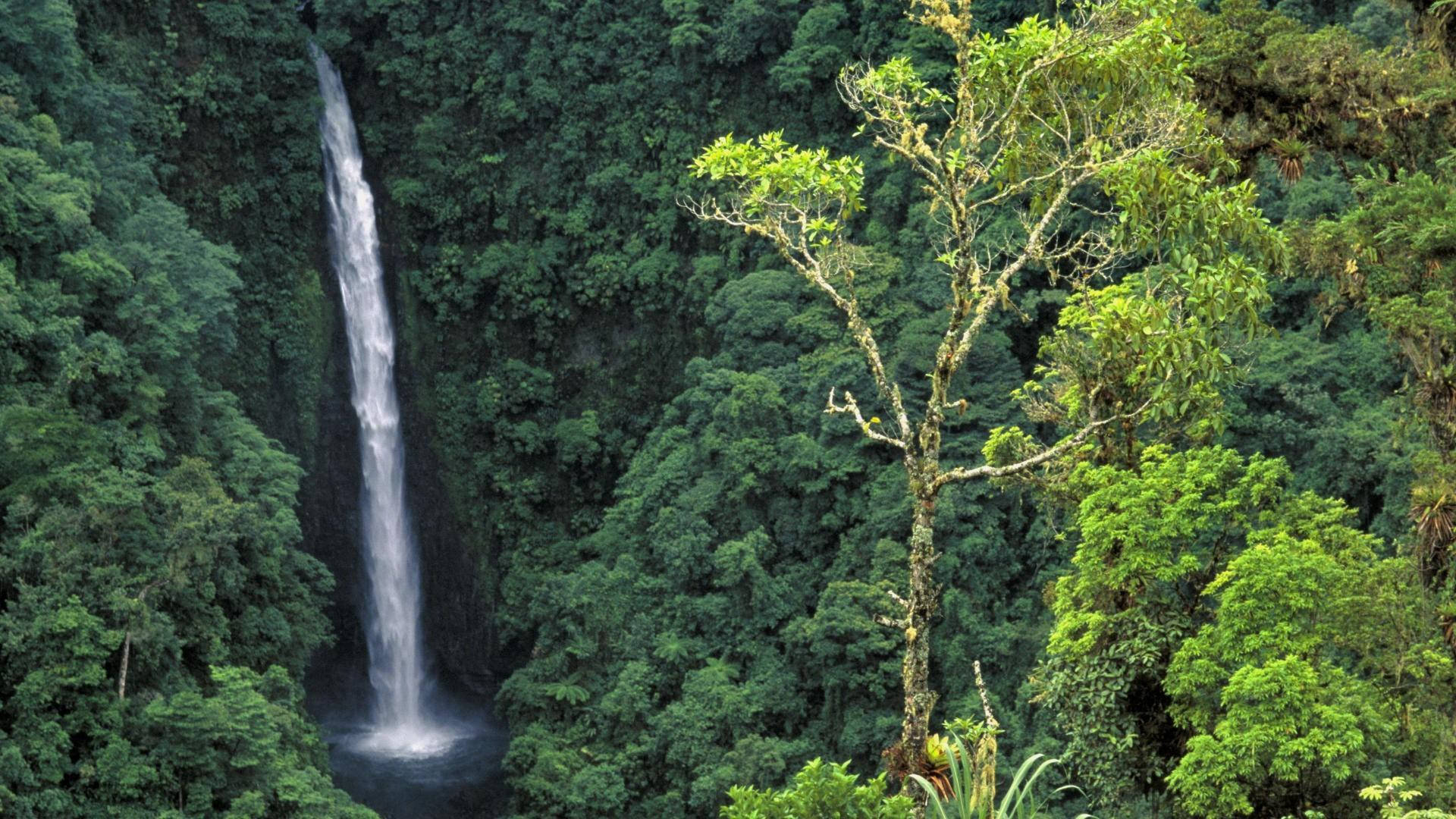 Congo, green rainforest, falls, Full HD Desktop Wallpaper