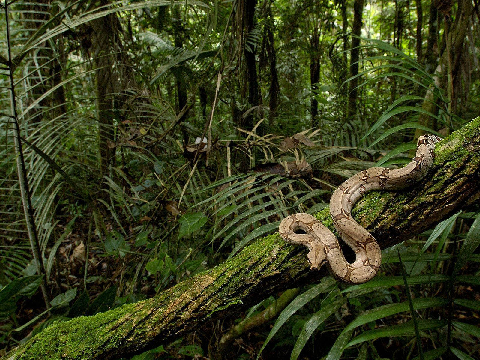 boa constrictor, mossy tree branch, dense tropical jungle foliage, HD Desktop Wallpaper