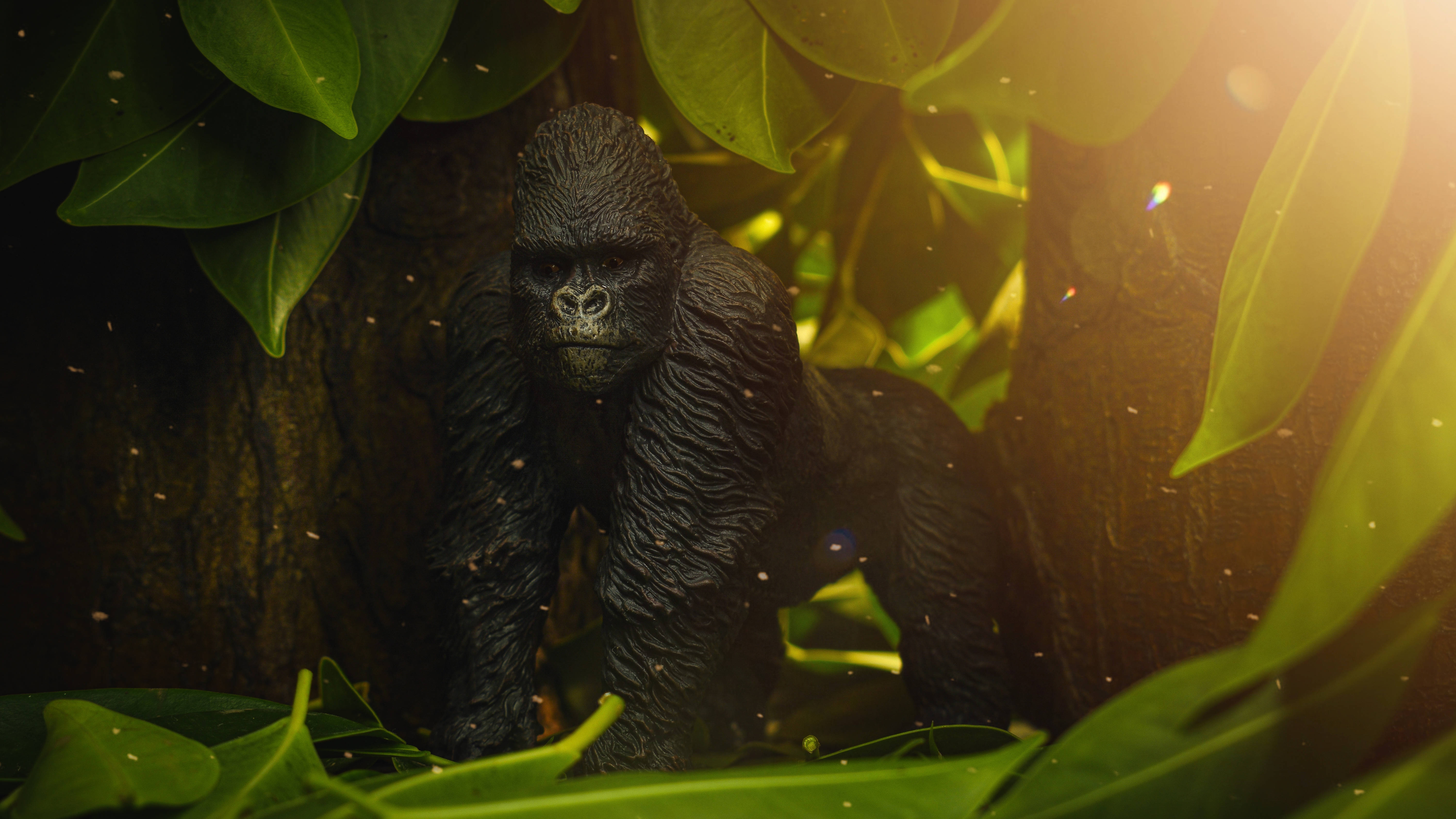 baby gorilla, Congo, silverback gorilla, 5K Desktop Wallpaper