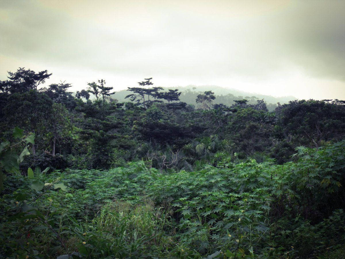 Congo, green forest, sky, SD Desktop Wallpaper