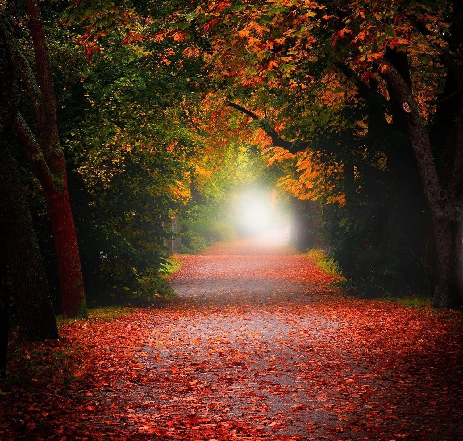 Contrast, 1500 x 1428, forest path, HD Desktop Wallpaper