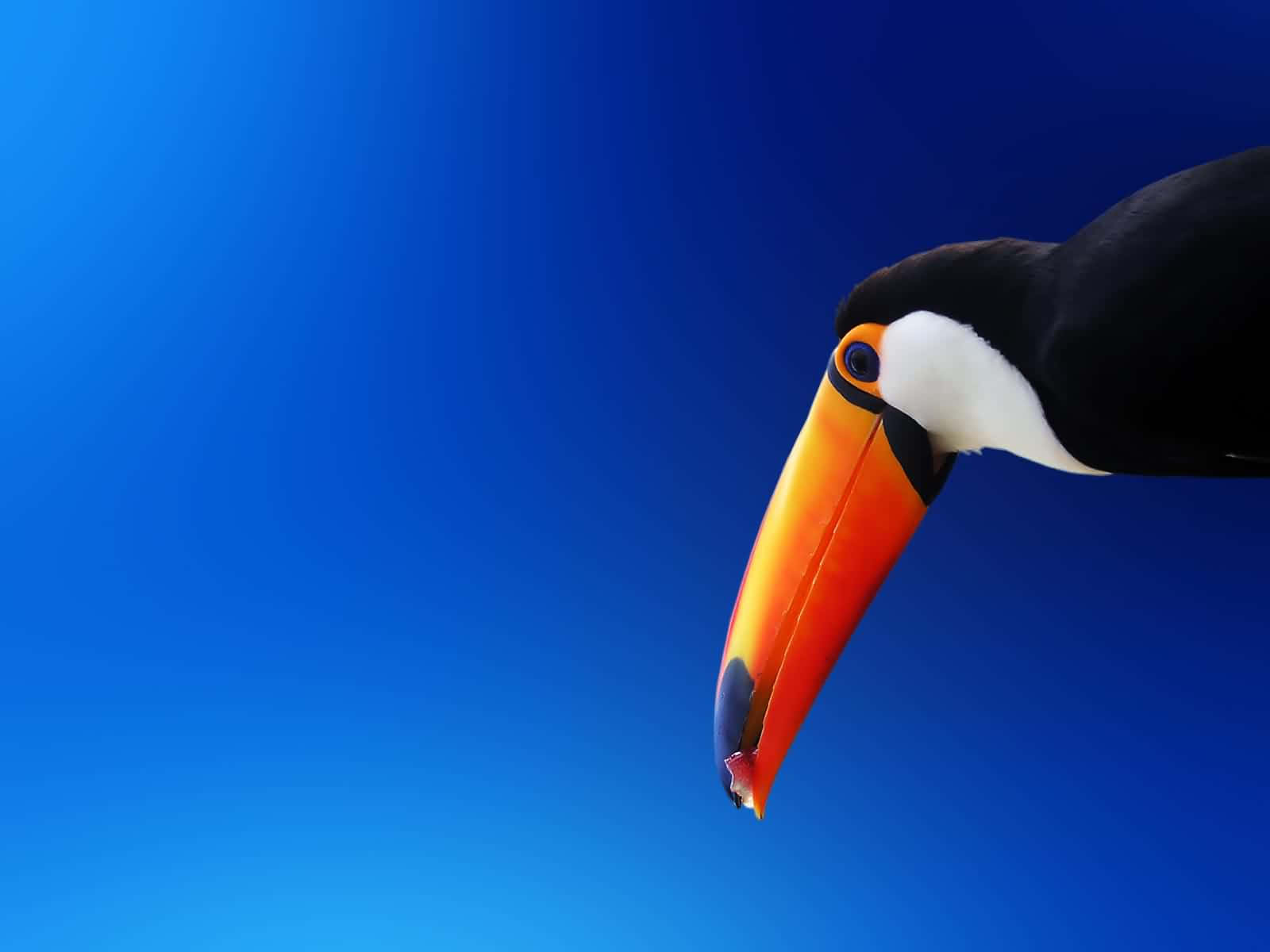 Contrast, bluish-green background, toucan, HD Desktop Wallpaper