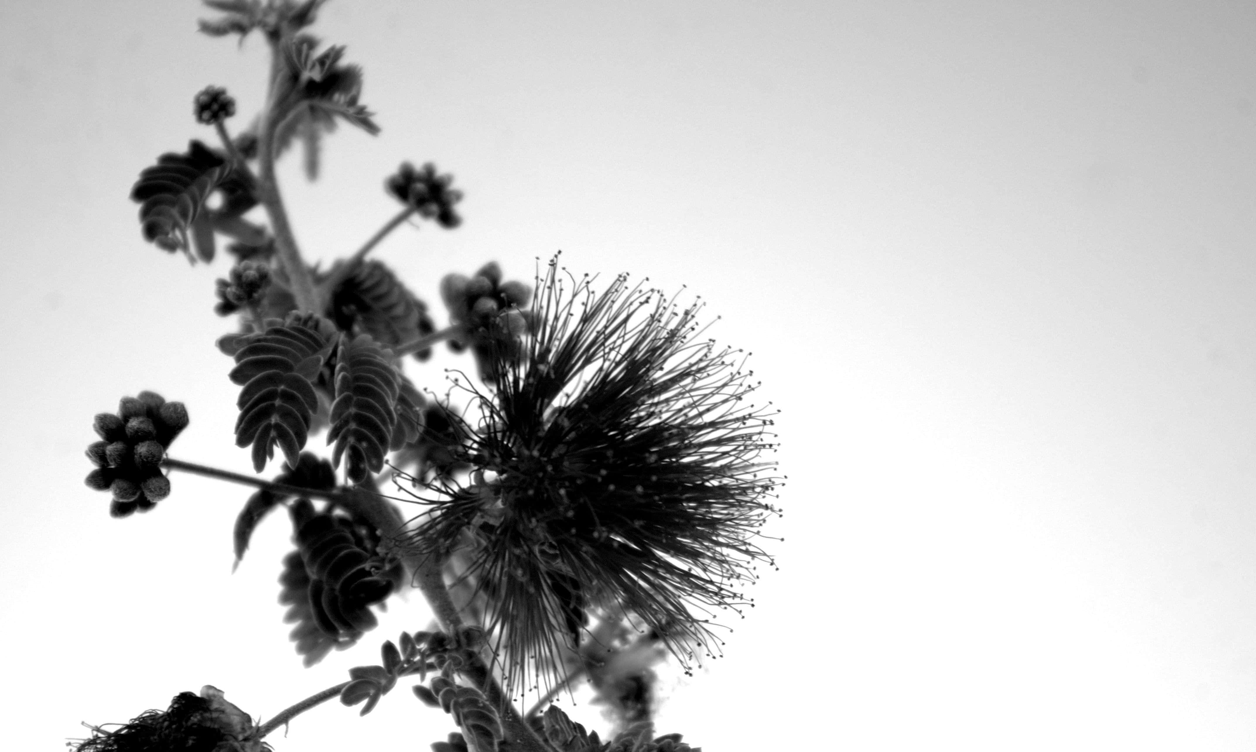 Contrast, 4289 x 2568, monochrome, 4K Desktop Wallpaper