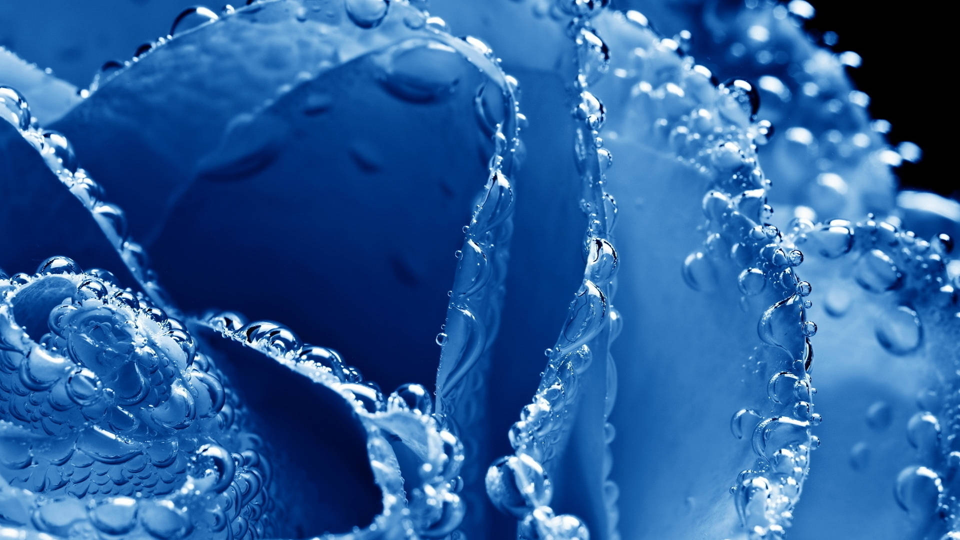 3d water petals, blue rose, glistening water droplets, Full HD Desktop Wallpaper