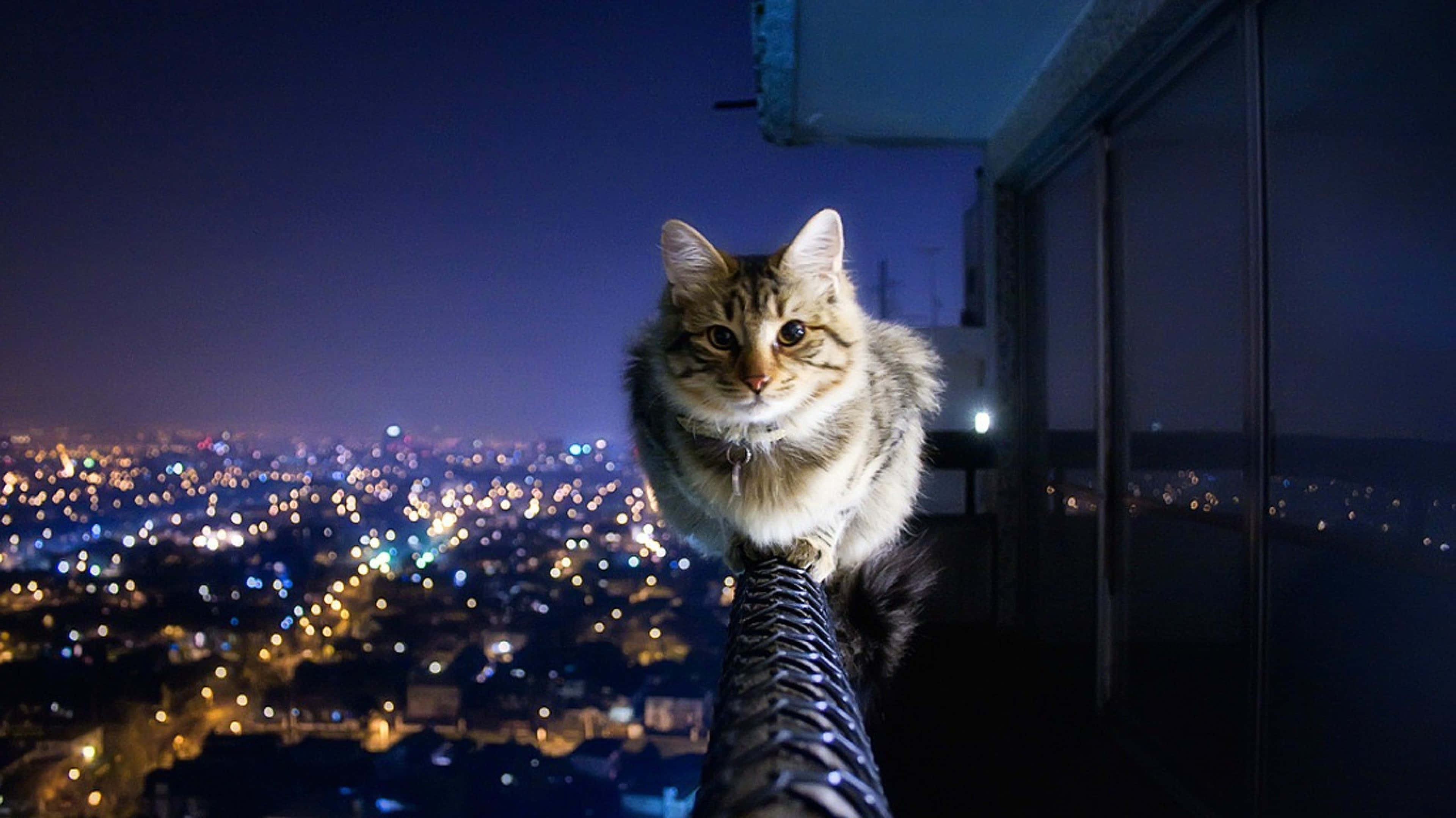 fluffy tabby cat, balcony railing, twinkling cityscape, 4K Desktop Wallpaper