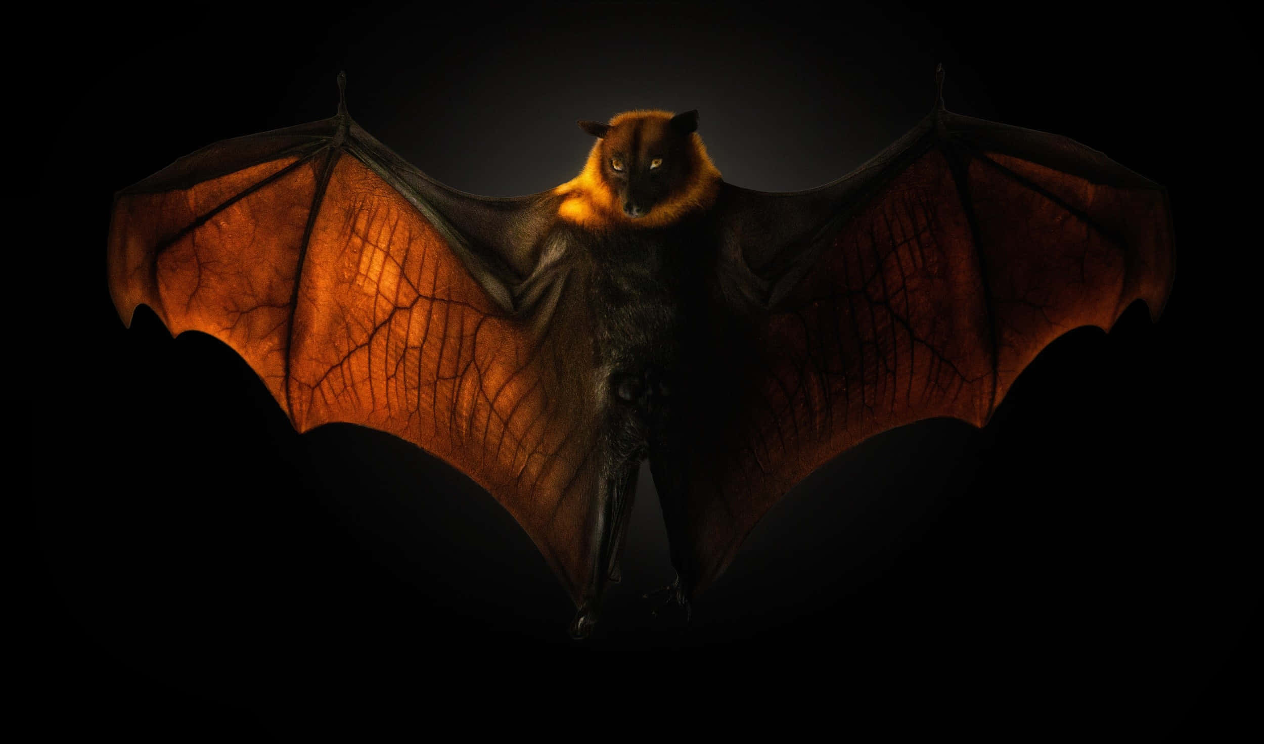 bat, glowing orange wings, intense eyes, Full HD Desktop Wallpaper